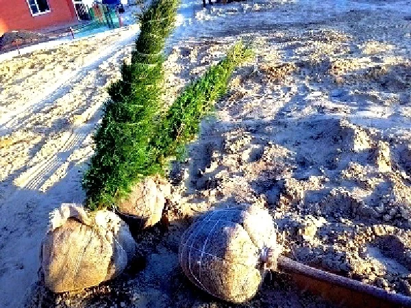 Фото Ландшафтный дизайн в Аксае