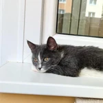 Фото №4 Котенок Фибби в серо - голубой шубке в дар