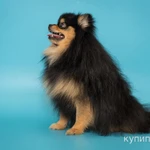 Фото №2 Шпиц, вязка