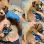 Фото №2 Американский булли, щенки xl, стандарт, классик