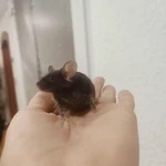 Фото №5 Сатиновые мышки