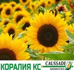 фото Семена гибрида подсолнечника Коралия КС Caussade-Semences