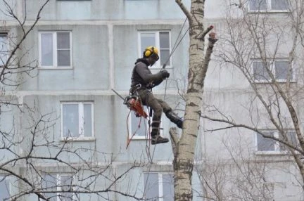Фото Удаление деревьев.Спилить дерево.Валка деревьев