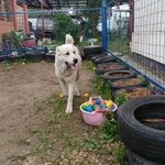 Фото №3 " детский сад для собак"