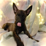 Фото №3 Щенки голландской овчарки