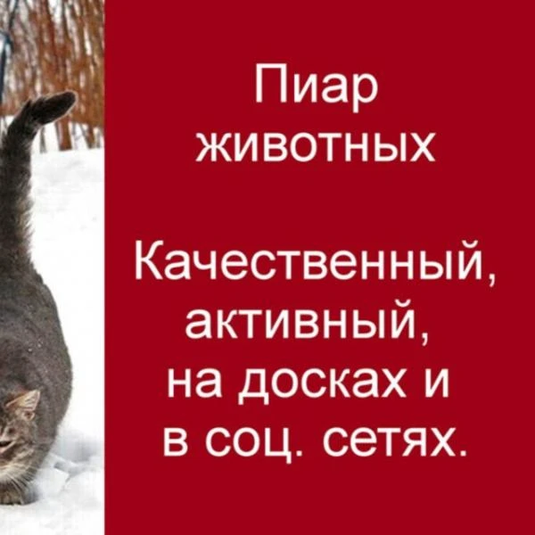 Фото Кинологическая передержка,услуги кинолога