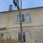 Фото №21 Спил деревьев