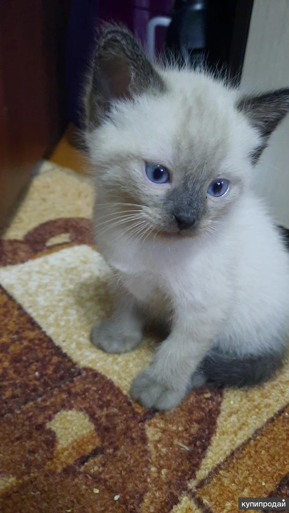 Фото Котята сиамские