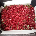 фото Продаю бруснику