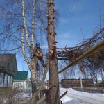 Фото №5 Валка, спил, уборка аварийных деревьев, веток.
