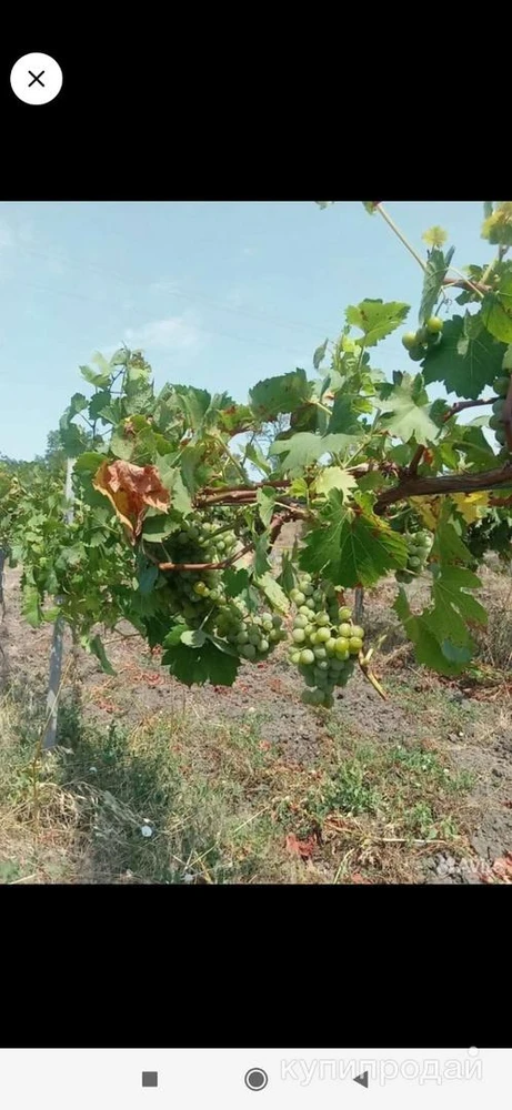 Продажа виноградника в Краснодарском крае.