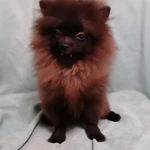 Фото №6 Девочка и мальчик померанского шпица