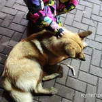 Фото №3 Собака лайка