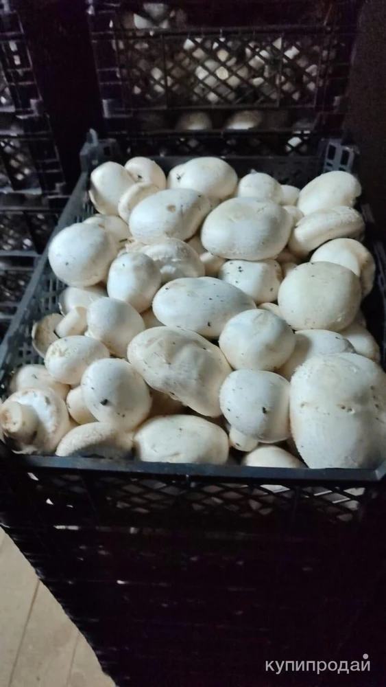 Фото Грибы шампиньоны