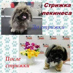 Фото №6 Стрижка собак и кошек