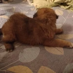 Фото №6 Щенки