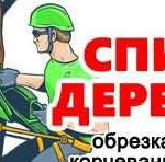 Спил деревьев