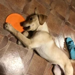 Фото №8 Игрушка для собаки диск тарелка