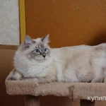 Фото №4 невские маскарадные котята для Вас (питомник)