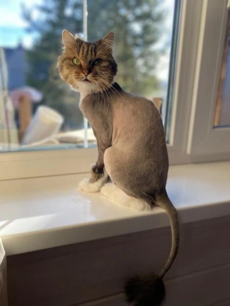 Фото Стрижка кошек - гигиена животных