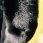 Фото №6 Пальто Flavio Castelliani. Италия