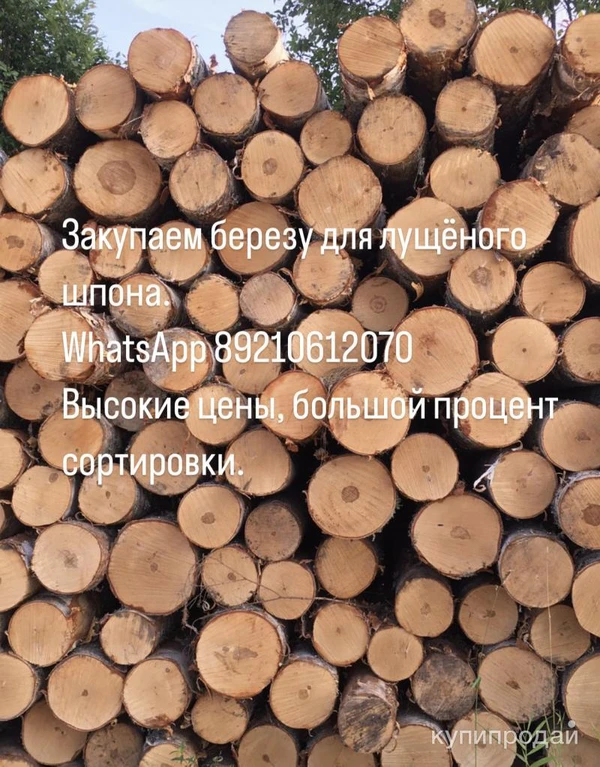 Фото Закупаем березу для лущеного шпона