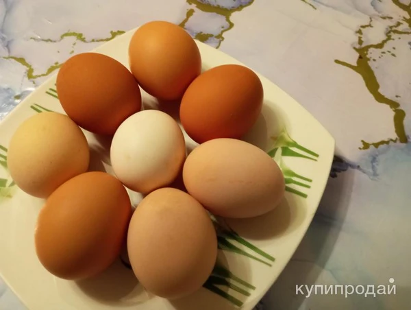 Фото продам яйца куриные домашние