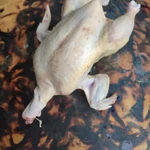 Фото №3 Домашние мясо курочки и кролика.