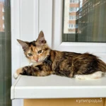 Фото №6 Хрустальный котенок Виша в самые добрые руки