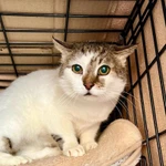 Фото №3 Смородинка - скромная кошечка ищет дом