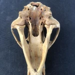 Фото №8 Череп медведя имитация