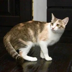 Фото №2 Трехцветная кошка Изюминка в добрые руки