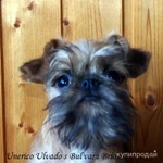 Фото №3 Элитный щенок брюссельского гриффона