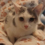 Фото №2 Котенок Марсик в добрые руки