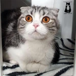 Фото №19 Гостиница для кошек САТ СIТY