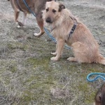 Фото №3 Ищу дом для собаки-друга