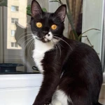 Фото №2 Кошка Брусничка в добрые руки