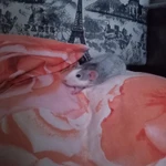 Фото №3 Продам крысу