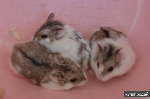 Фото Милые, ручные хомячки от 1 мес. клетки