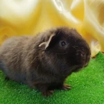 Фото №2 Морская свинка американский тедди