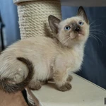 Фото №6 Котята манчкин