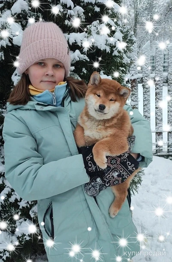 Фото Сиба ину шиба