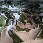 Фото №5 Листья малины. Цена за 100 грамм.