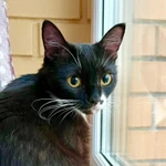 Фото №5 Кошка Брусничка в добрые руки