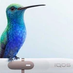 Iqos ремонт