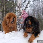 Фото №4 Тибетский мастиф щенки