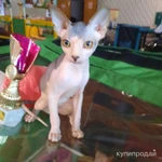 Фото №5 ЛАСКОВЫЕ И НЕЖНЫЕ КОТОДЕТКИ