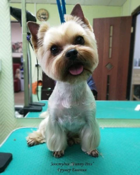 Фото Профессиональная стрижка кошек и собак