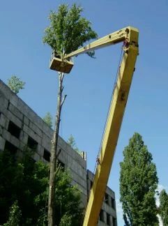 Фото Спилить(спил) удалить дерево в Великом Новгороде