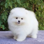 Фото №4 Померанский шпиц